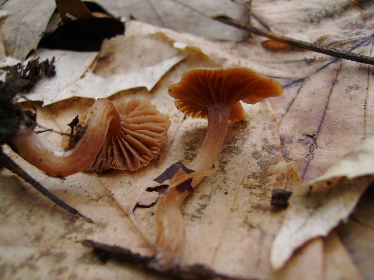 Tubaria tenuis image