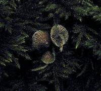 Psathyrella senex image