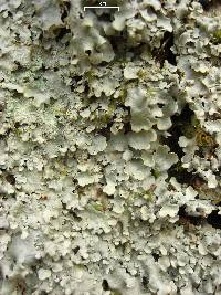 Lobaria quercizans image