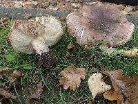 Tricholoma dryophilum image