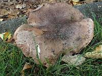 Tricholoma dryophilum image