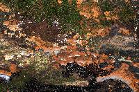 Rigidoporus crocatus image
