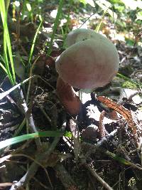 Tylopilus rubrobrunneus image