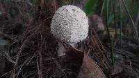 Amanita daucipes image