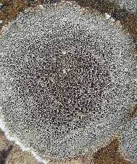 Lecanora campestris image