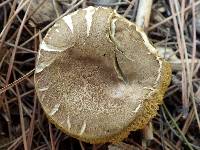 Hortiboletus engelii image