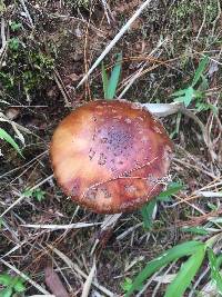 Amanita brunneolocularis image