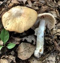 Cortinarius caperatus image