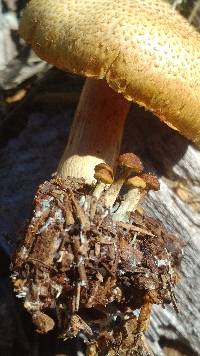 Gymnopilus lepidotus image