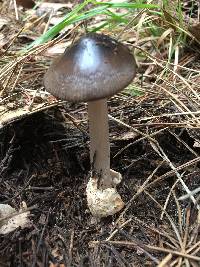 Amanita pachycolea image