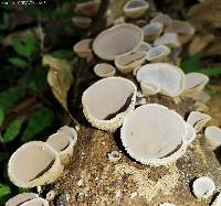 Auricularia nigricans image