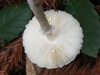 Lepiota rubrotinctoides image