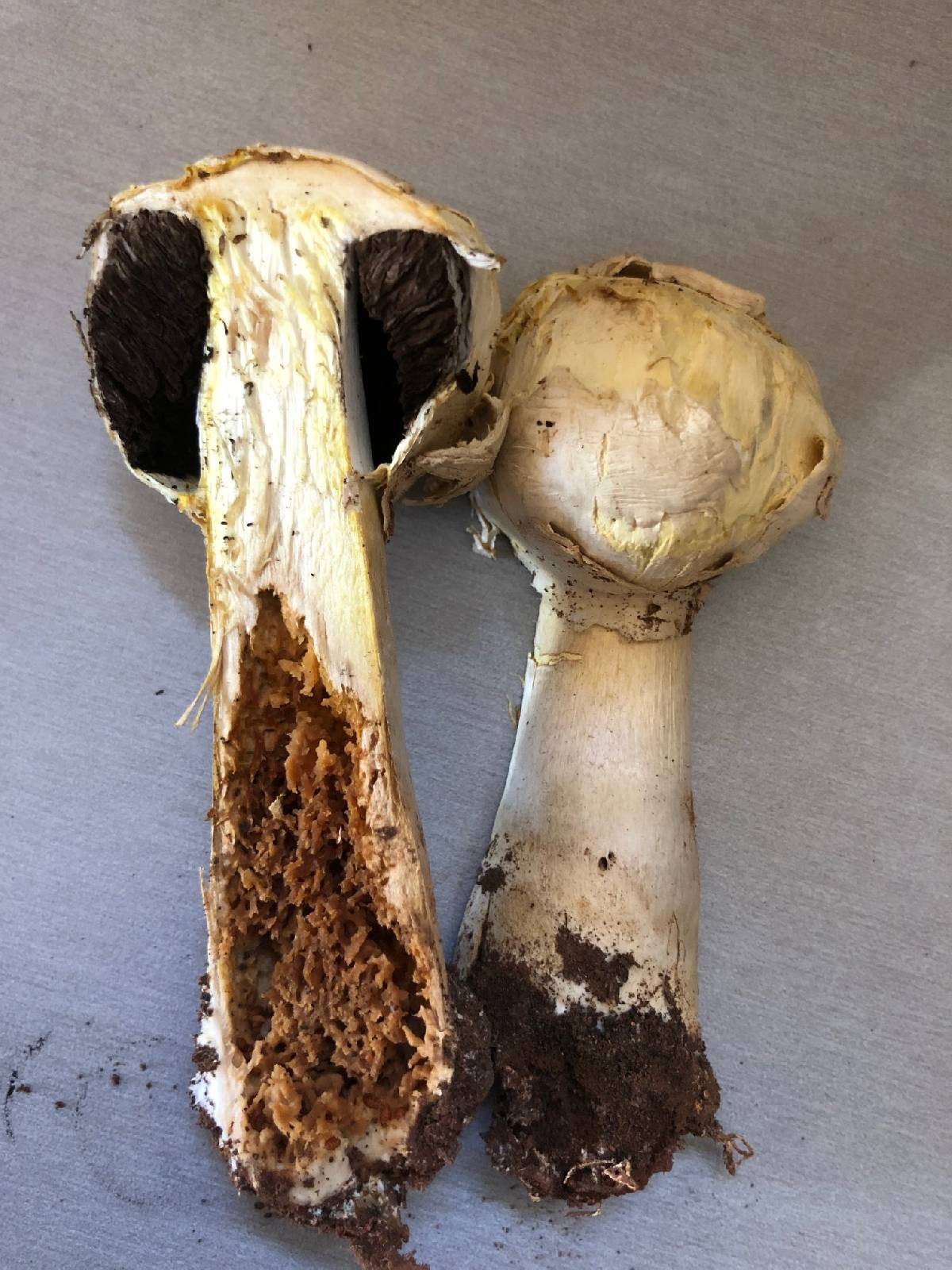 Agaricus evertens image