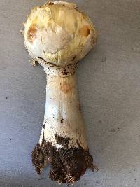 Agaricus evertens image