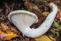 Pleurotus dryinus image