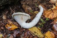 Pleurotus dryinus image