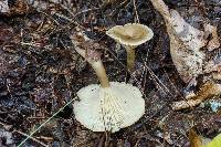 Ampulloclitocybe clavipes image