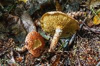 Suillus spraguei image