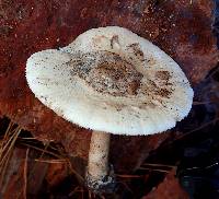 Amanita volvata image
