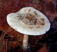 Amanita volvata image