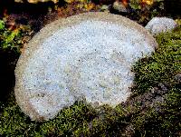 Trametes lactinea image