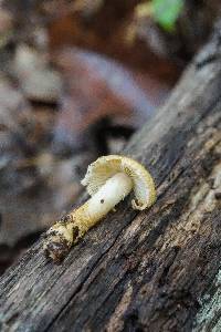 Leucopholiota decorosa image