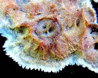 Phlebia radiata image