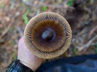 Amanita pachycolea image