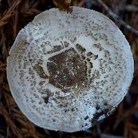 Agaricus deardorffensis image