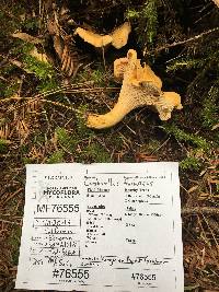 Cantharellus formosus image