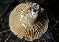 Lactarius subplinthogalus image