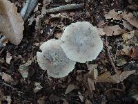 Tricholoma pullum image