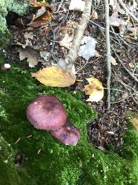 Russula atropurpurea image