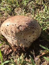 Calvatia cyathiformis image