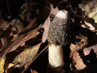 Phallus ravenelii image
