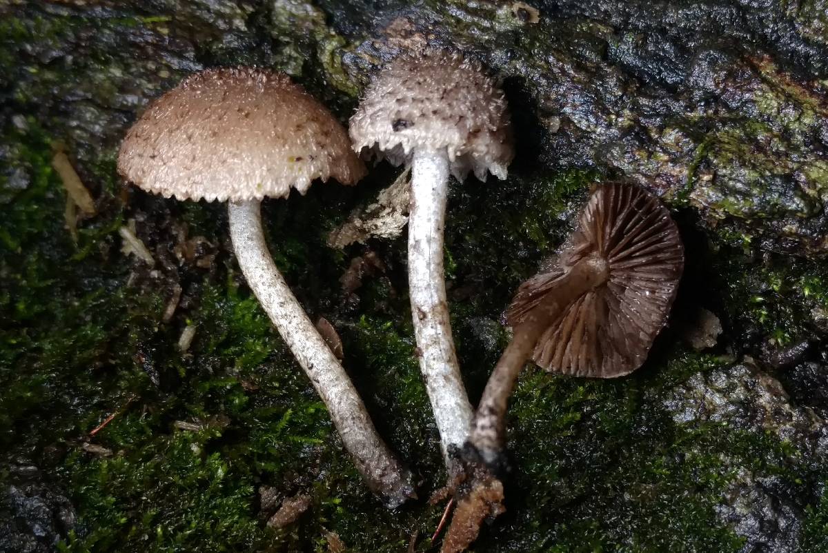 Cystoagaricus hirtosquamulosus image