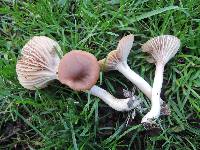 Hygrocybe colemanniana image