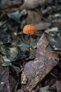 Marasmius fulvoferrugineus image