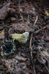 Tricholoma odorum image