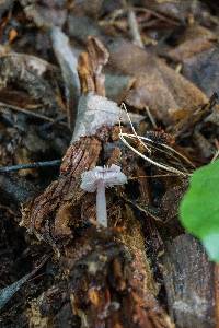 Mycena rosea image