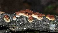 Poronidulus conchifer image