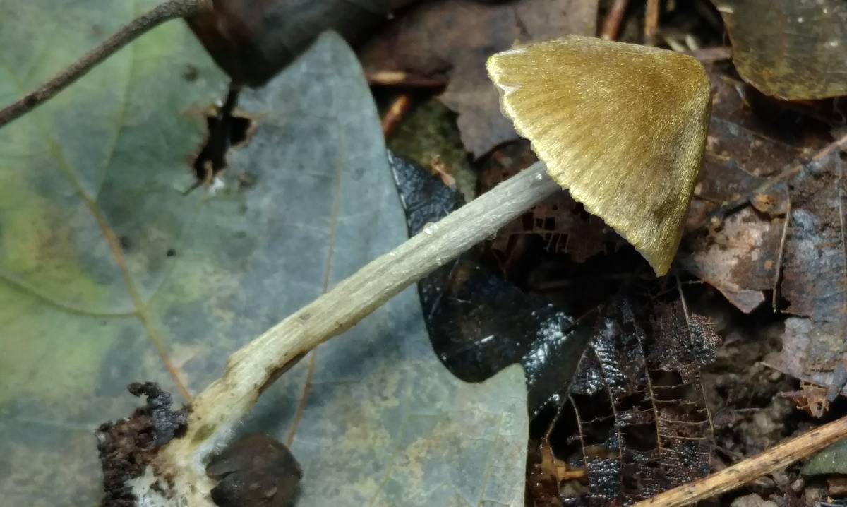 Entoloma flavoviride image