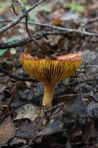 Phylloporus rhodoxanthus image