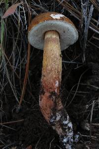 Austroboletus gracilis image