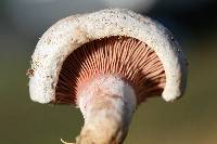 Lactarius paradoxus image