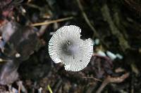 Amanita sect. Vaginatae image