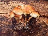Pholiota rufodisca image