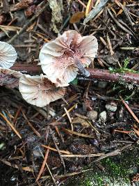 Hemimycena candida image