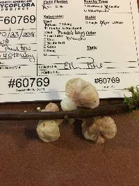 Hemimycena candida image