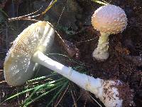 Amanita persicina image